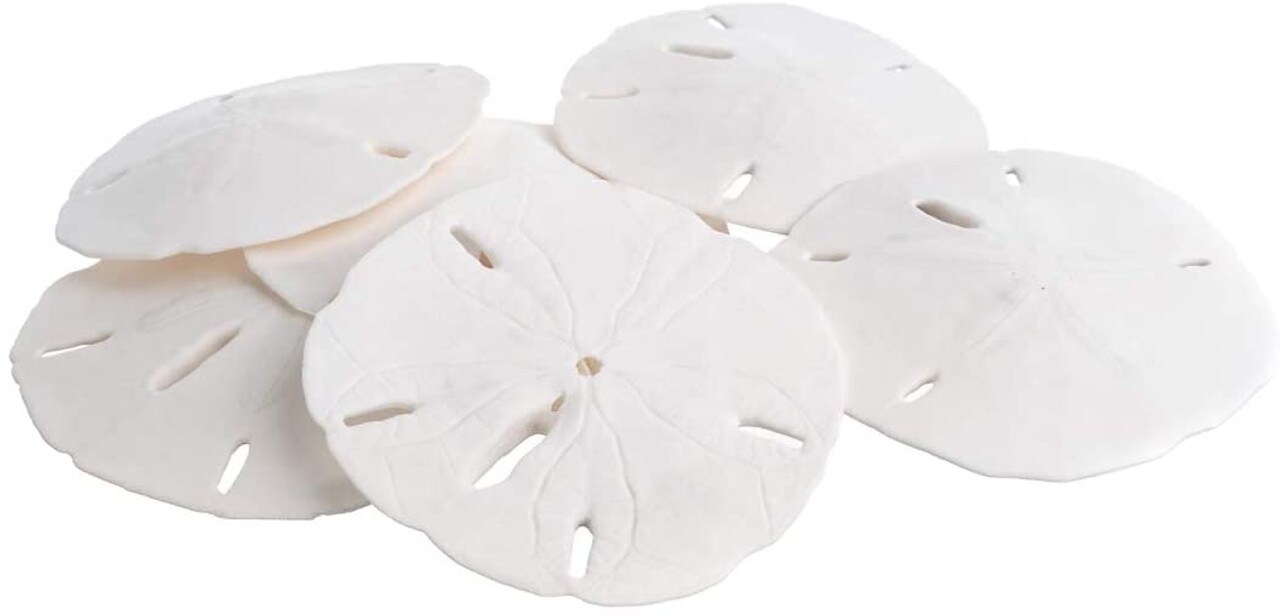 Sand Dollar Set of 6 Real Sand Dollars 3" to 3 1/2" Sand Dollar Shells